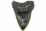 Fossil Megalodon Tooth - South Carolina #307441-1